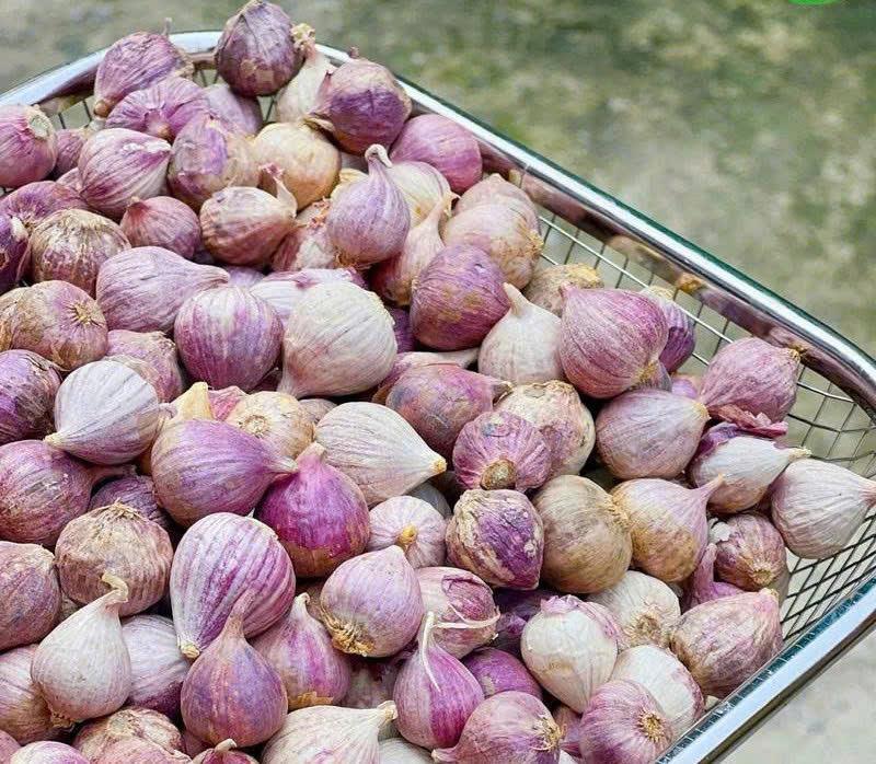Tỏi cô đơn 1 kg. Đặc sản tỏi cô đơn, tỏi 1 nhánh size vừa