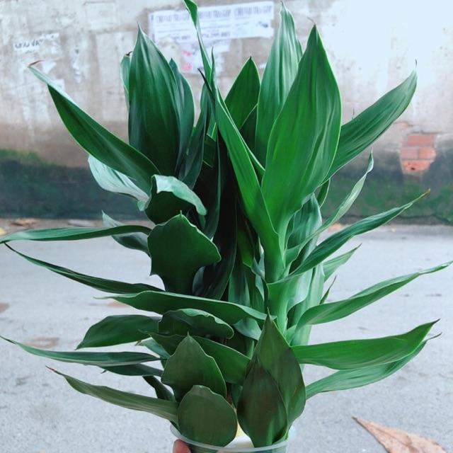 Phát Tài Búp Sen