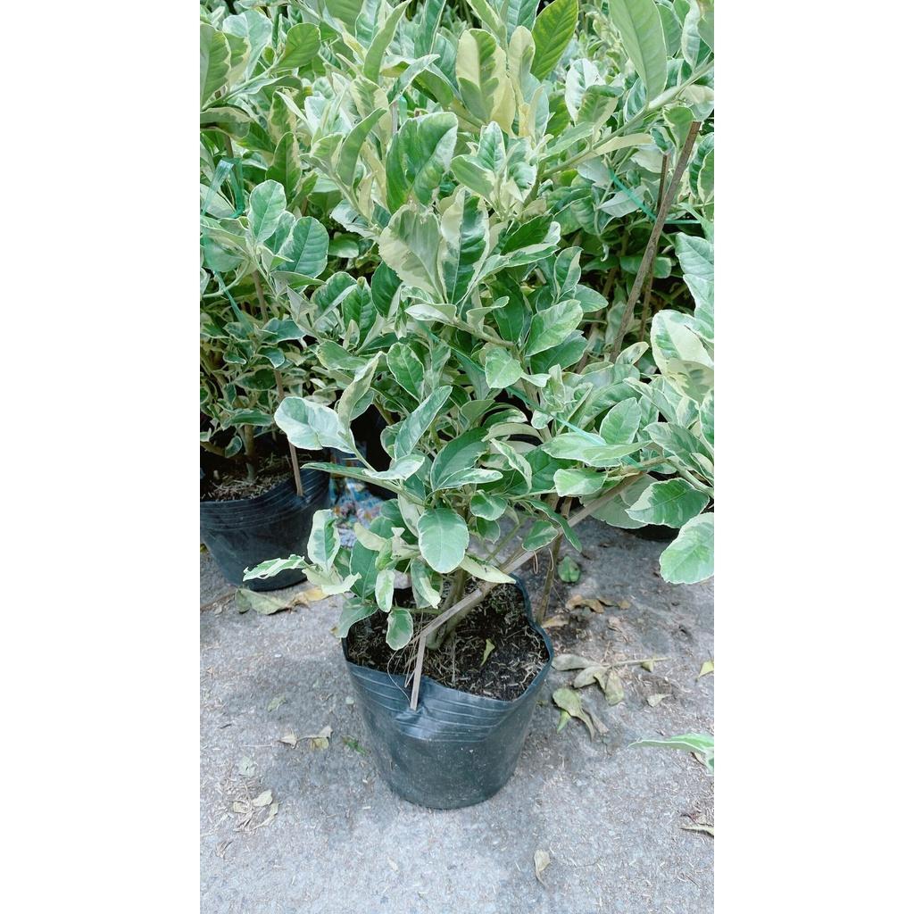 Cây Chanh Cẩm Thạch