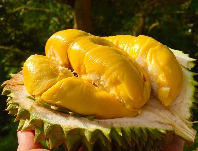 Cây SẦU RIÊNG MUSANG KING ghép bầu cực to, siêu sai quả, vị ngọt thơm, giá trị kinh tế cao