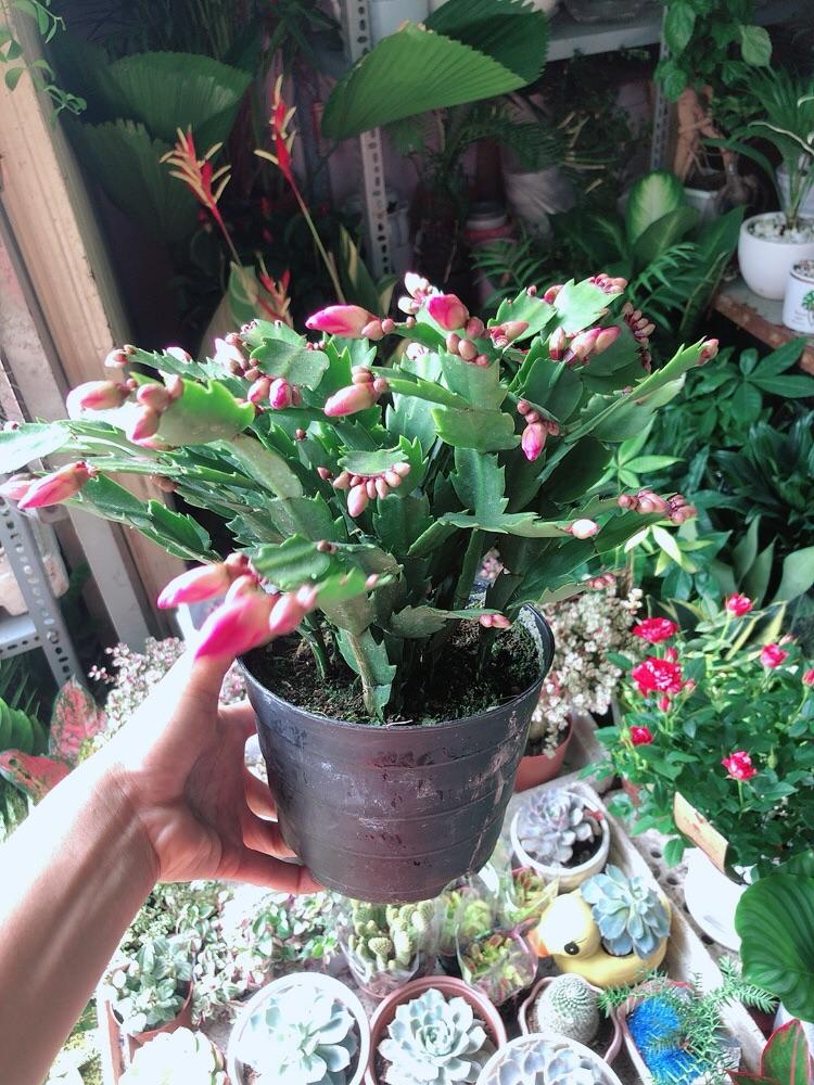 Chậu Cây Càng Cua