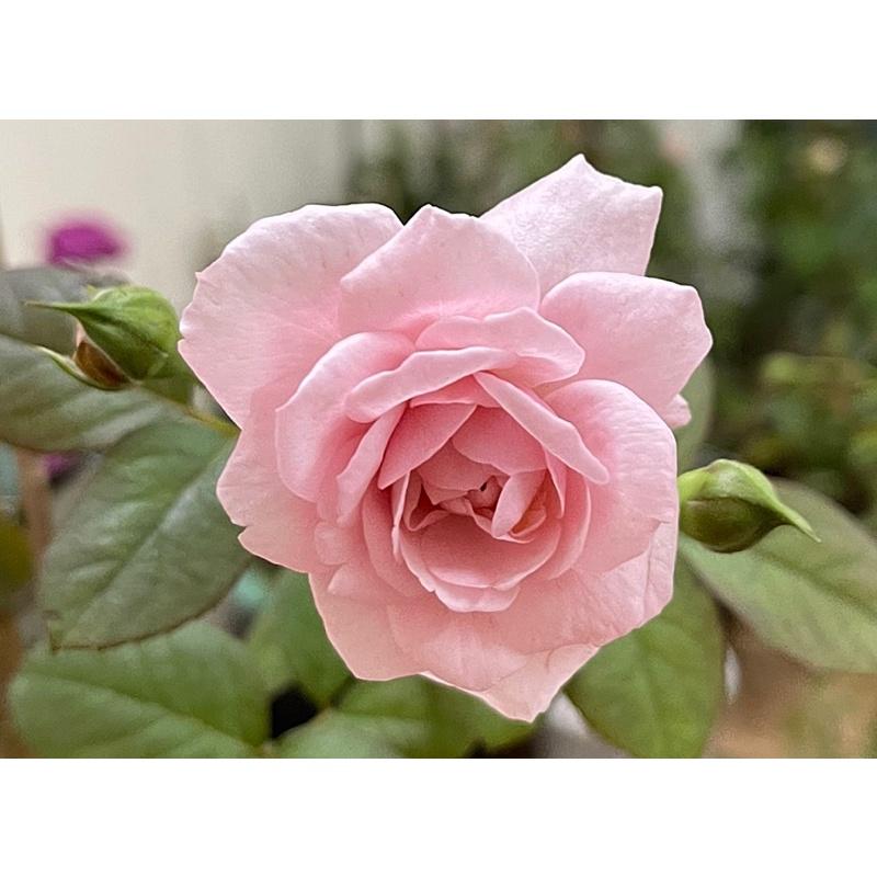 Hoa Hồng ngoại Alister Clack cây nguyên bản-bầu to lớn, cây trưởng thành trưởng thành