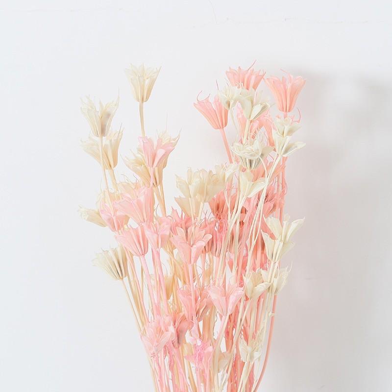 Hoa khô trang trí hoa bát giác khô 8 cánh Nigella, nhiều màu trang trí bàn làm việc, chụp hình dễ thương, làm đồ hanmade