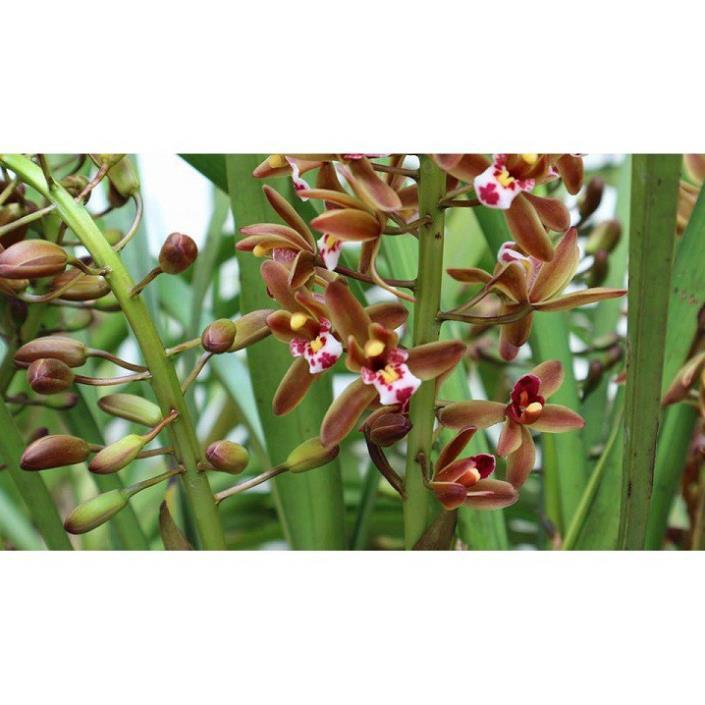 COMBO 5 THÂN ĐỊA Lan kiếm hồng hoàng , trần mộng thu - Cymbidium iridioides - TMTTB