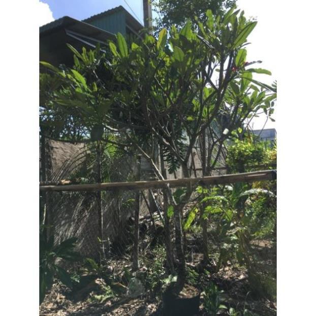 Cây sứ đại đỏ huyết