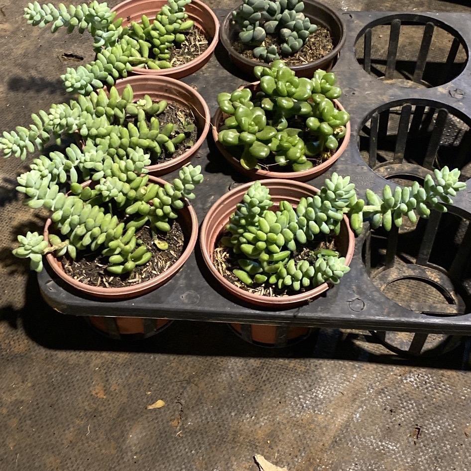 Combo 3 sen đá chậu size trung mix ngẫu nhiên