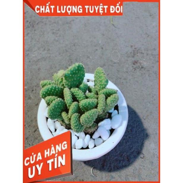 Chậu Xương Rồng Tai Thỏ