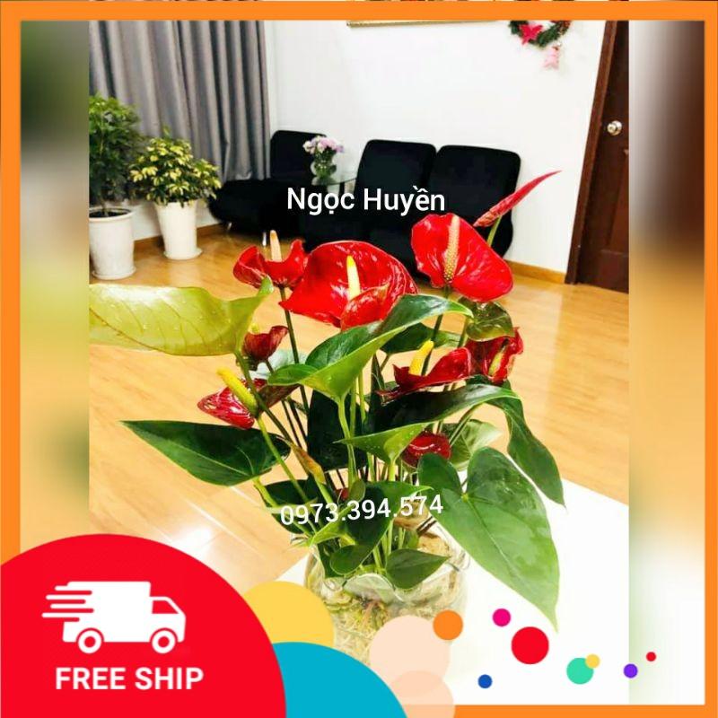 Cây Hồng Môn Thủy Sinh