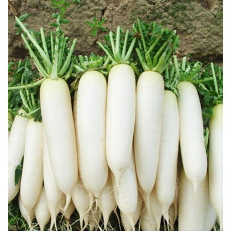 COMBO 2 gói hạt giống củ cải trắng