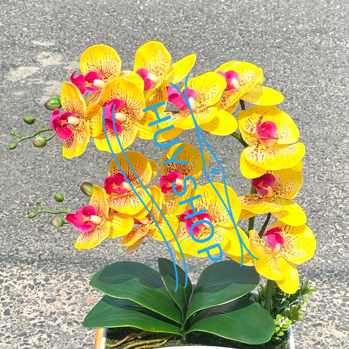 Chậu Hoa LAN HỒ ĐIỆP 2 Nhánh  cao su nhân tạo trang trí nhà cửa