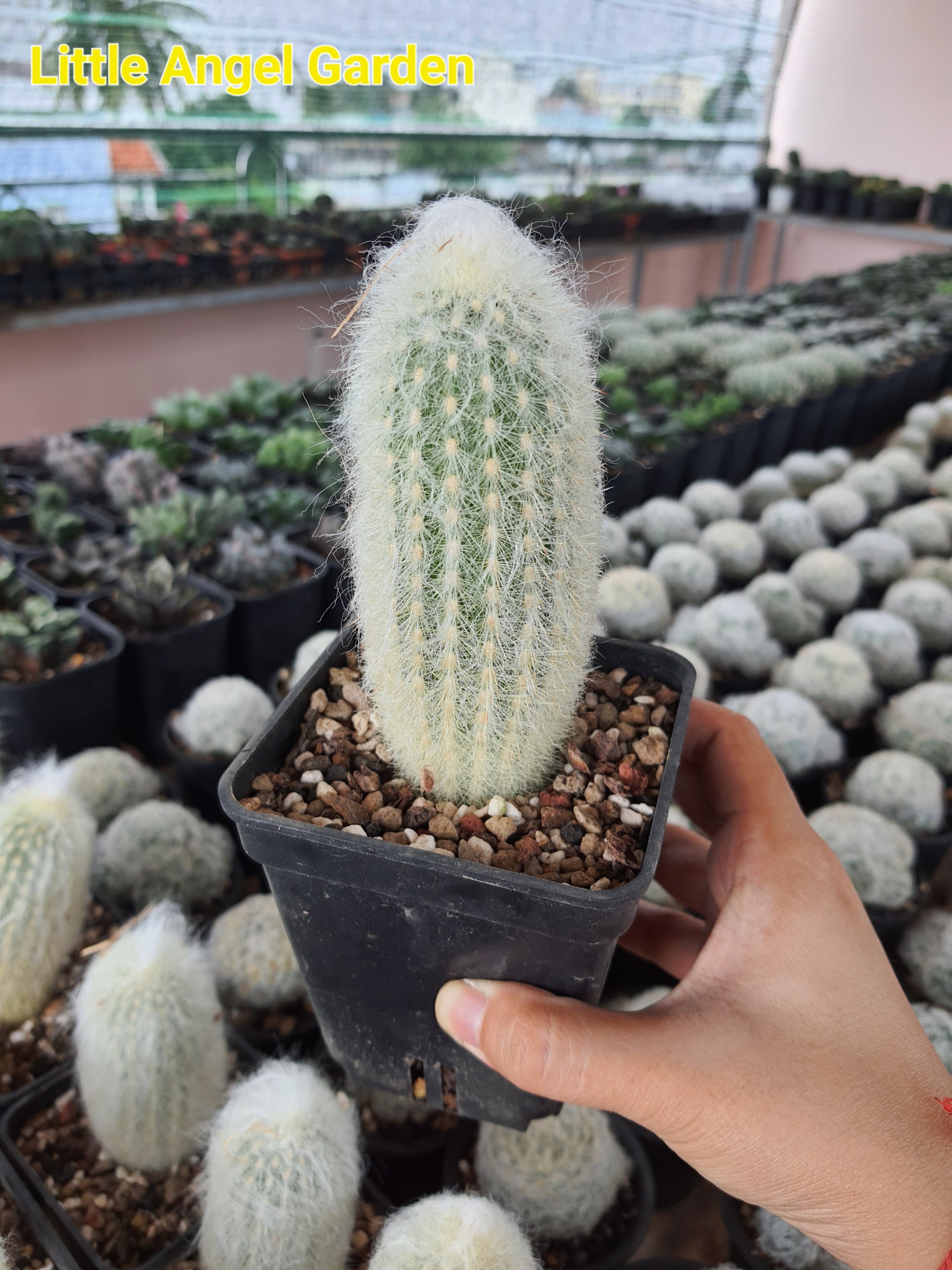 Xương rồng trụ ông tiên | Xương rồng Espostoa Lanata