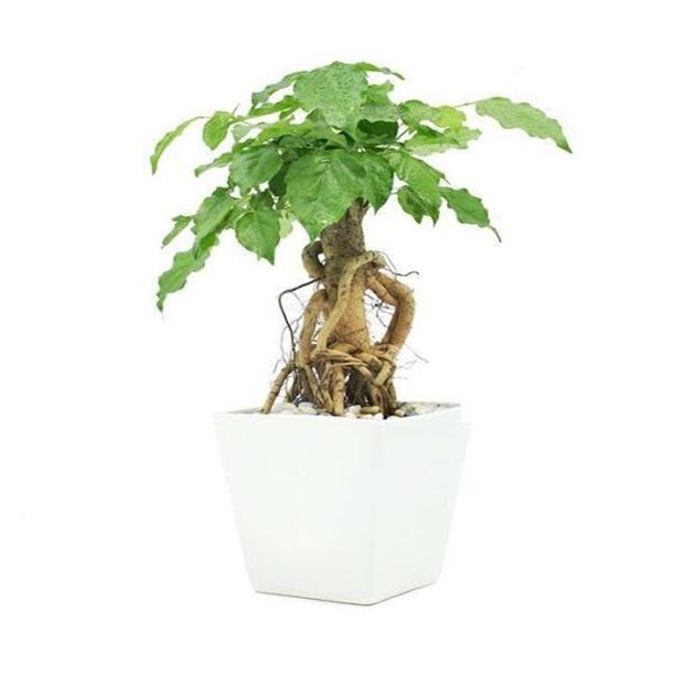 CÂY HẠNH PHÚC PHONG THỦY- cây bonsai mini để bàn
