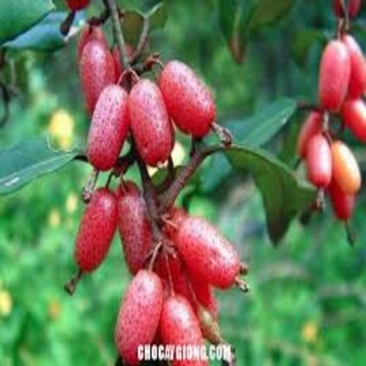CÂY GIỐNG NHÓT NGỌT SIÊU QUẢ SIÊU NĂNG SUẤT- CAM KÊT GIỐNG CHUẨN F1