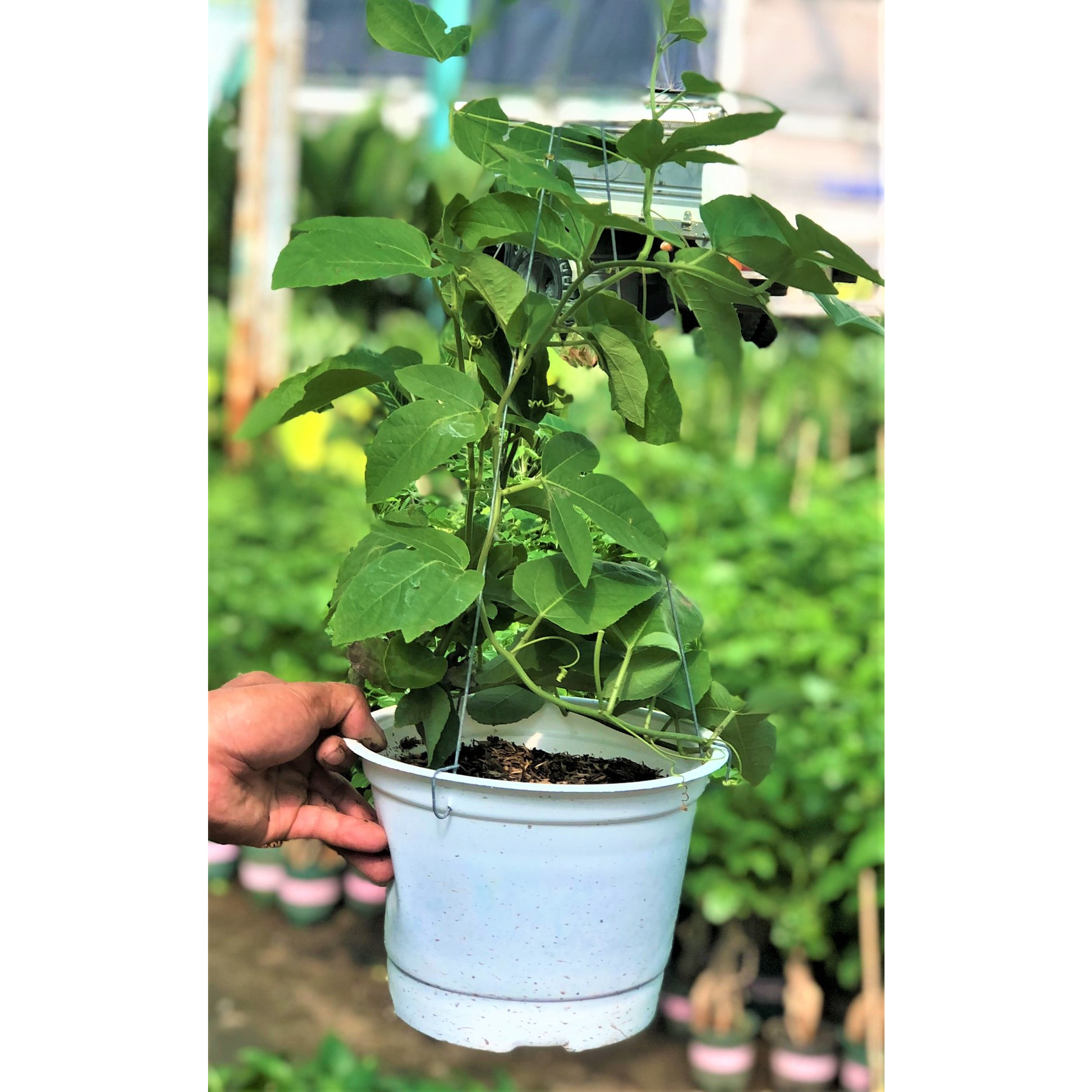 Chậu dây leo cây sao biển trồng nơi có nhiều nắng