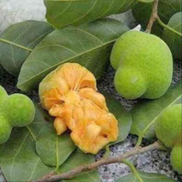 Cây Chay Giống