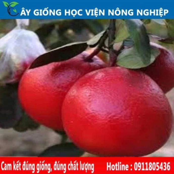 Sản phẩm Cây Ăn Trái cây giống bưởi luận văn , bưởi tiến vua vỏ đỏ ruột đỏ