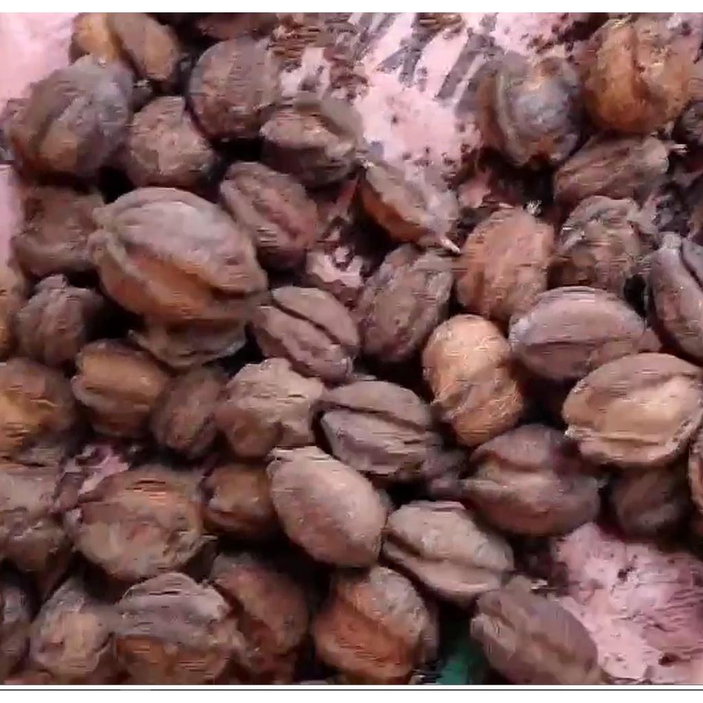 1 kg Hạt giống lộc vừng hoa đỏ