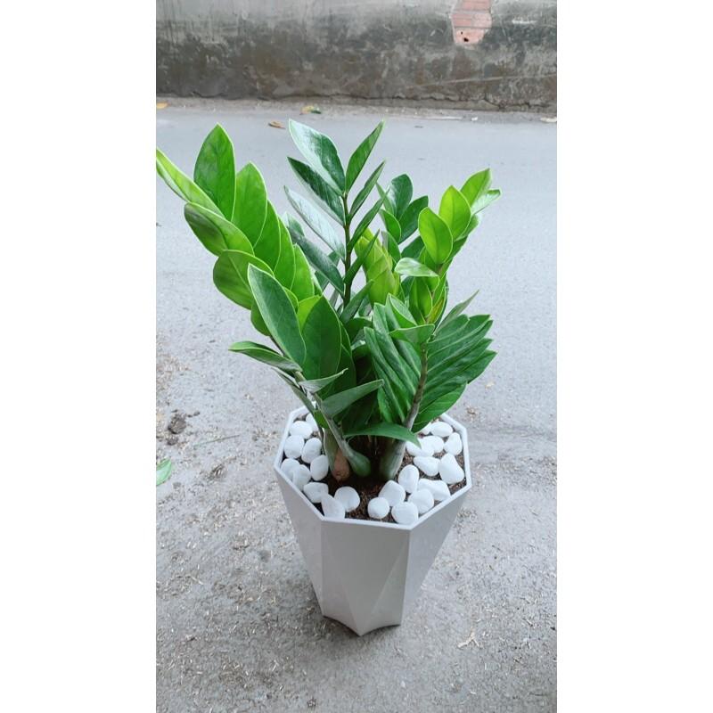 Chậu Cây Kim Phát Tài