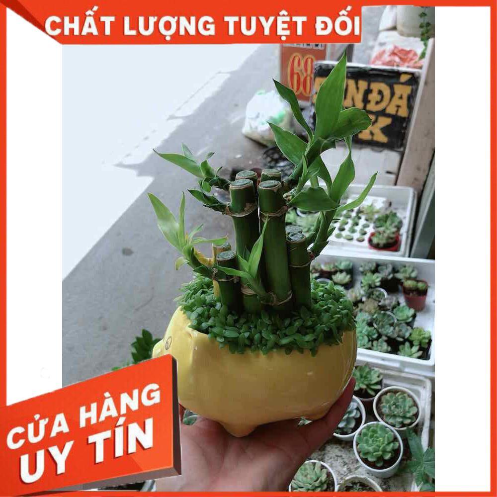 Chậu trúc phát tài Nhiều Người Mua