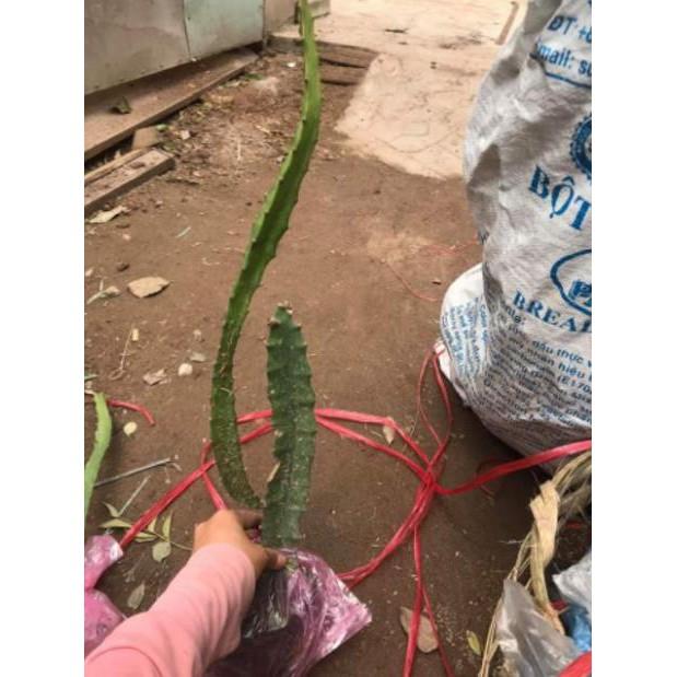 Cây Giống Thanh Long Vàng