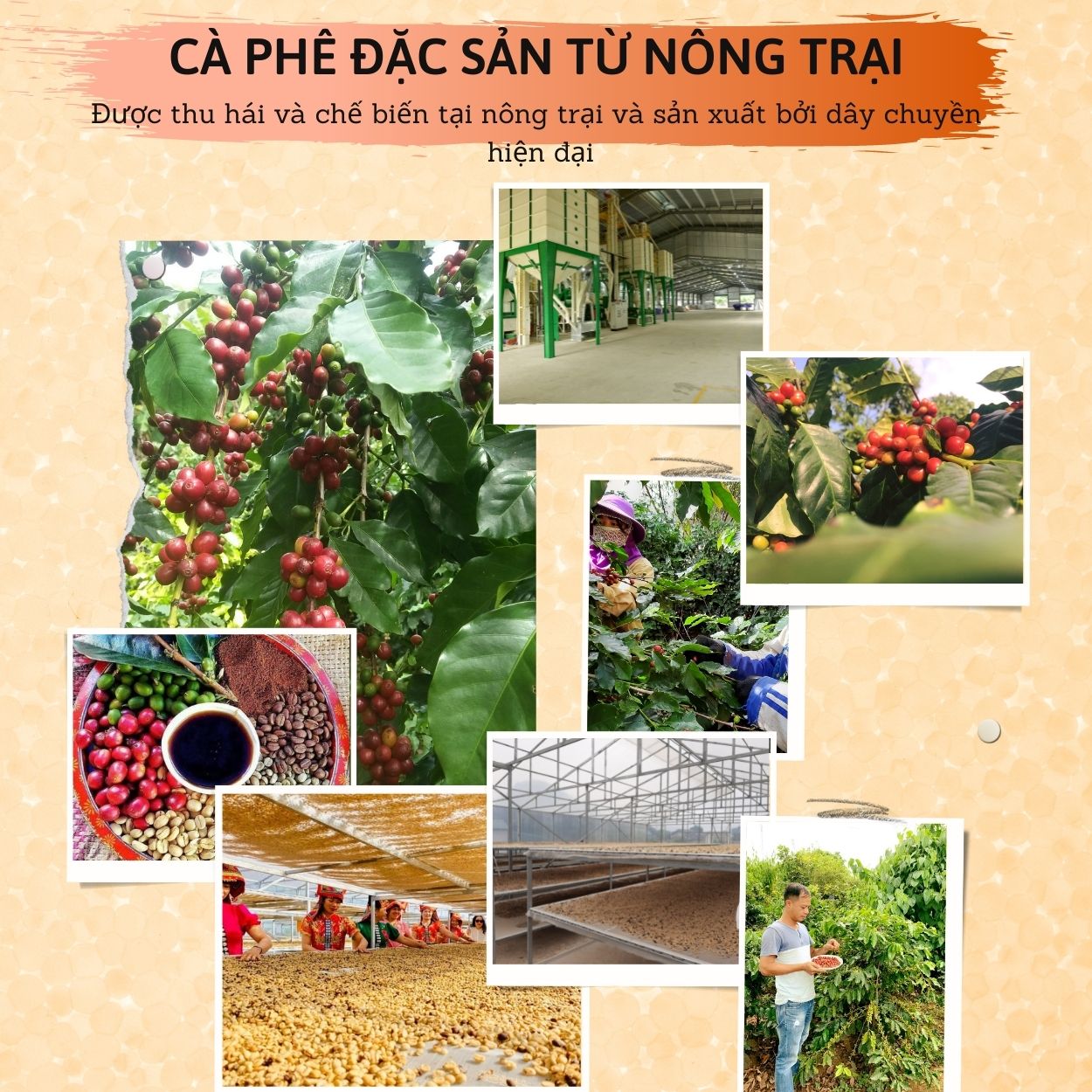 Cà phê túi lọc cao cấp “ Classic” Konnai Coffee (10 túi x 10gr)