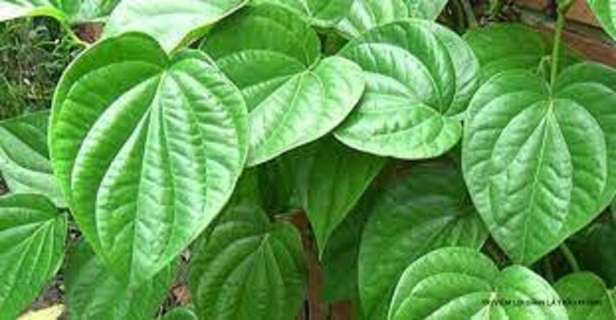 1 KG LÁ TRẦU KHÔNG TƯƠI nhà trồng