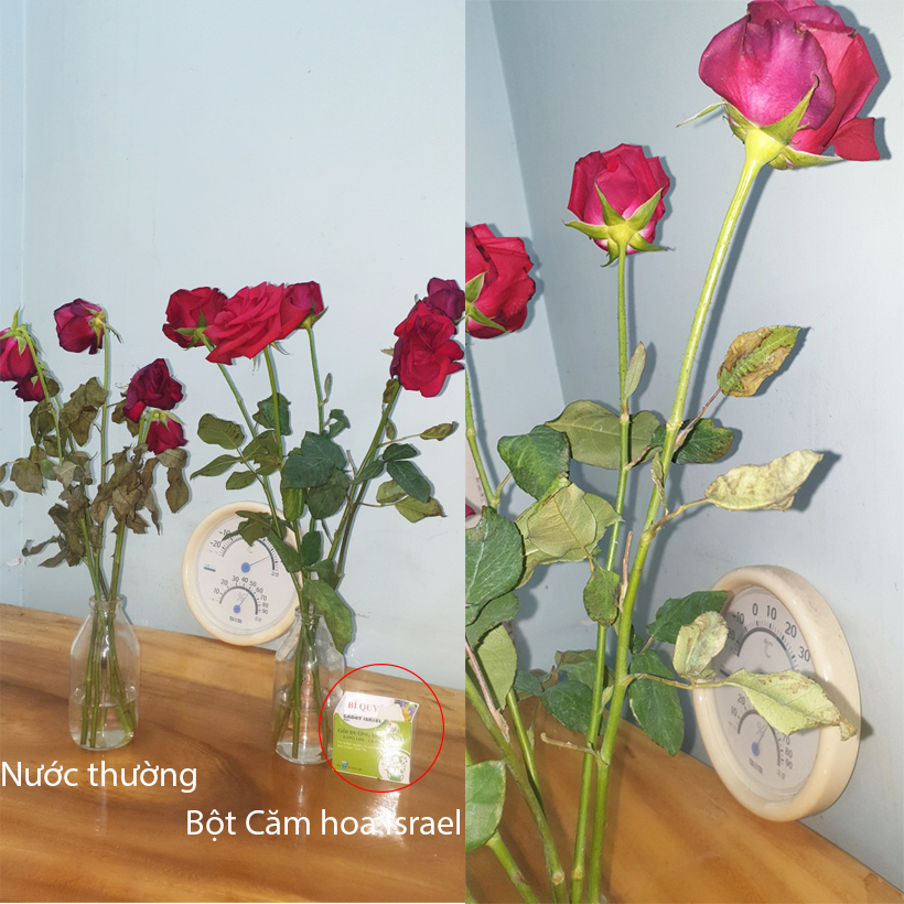 Nước cắm hoa lâu tàn dạng bột nhập khẩu Israel Food For CUT Flowers mỗi gói tạo ra 0.5L dung dịch xử lý hoa cắm bình
