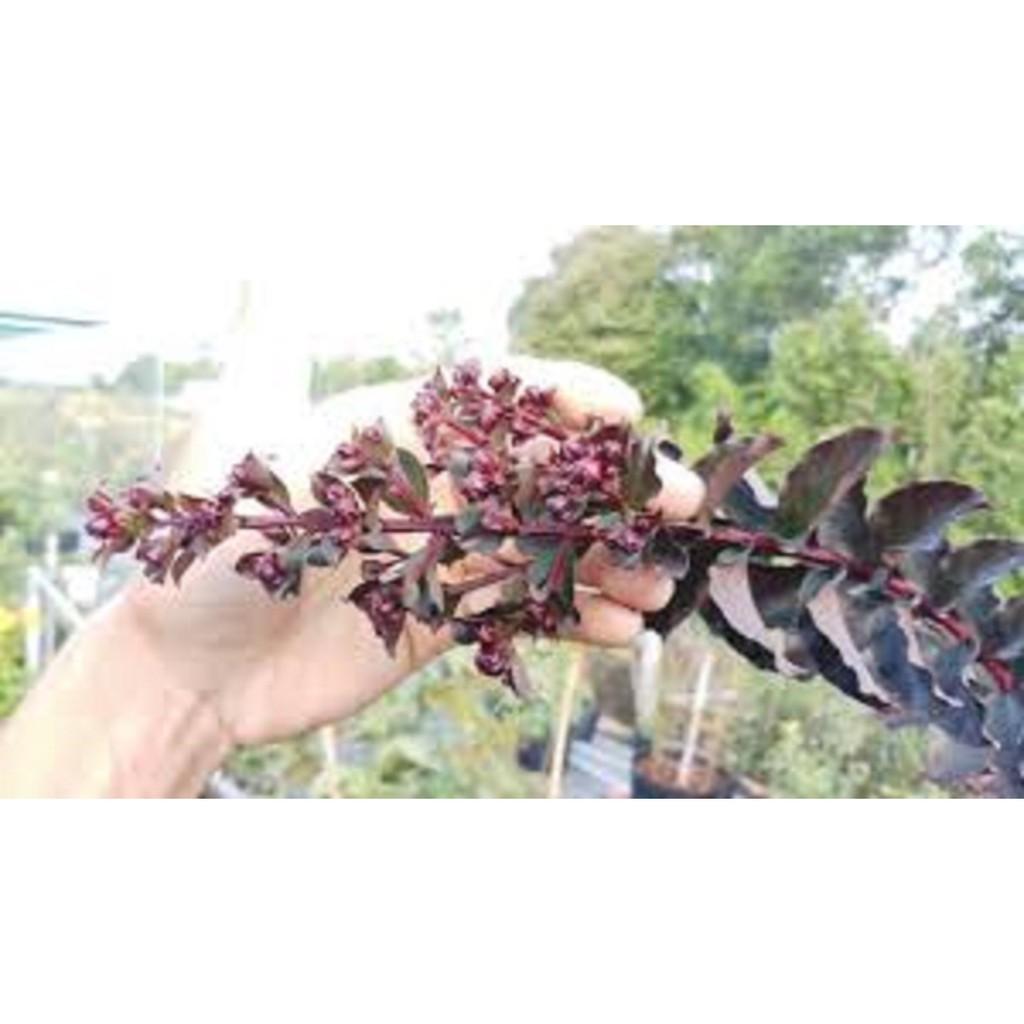 CHẬU CÂY HOA TƯỜNG VY HUYẾT LONG, HOA BỀN, SIÊU ĐẸP