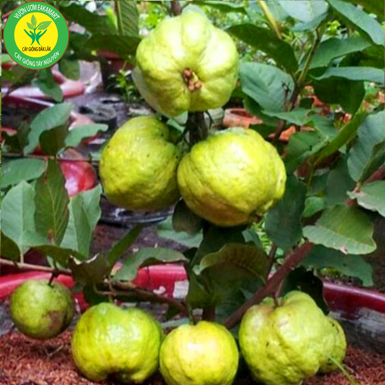 Cây giống ổi nữ hoàng