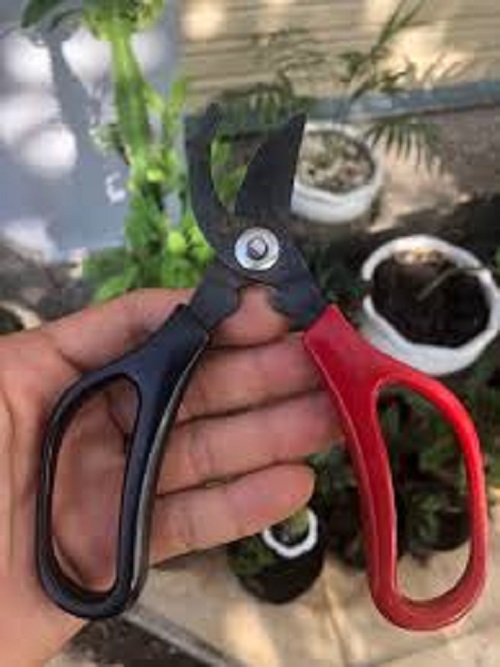Kéo chuyên dụng cắt tỉa cây cảnh nhỏ gọn dễ dùng - Hàng nội địa Nhật Bản.