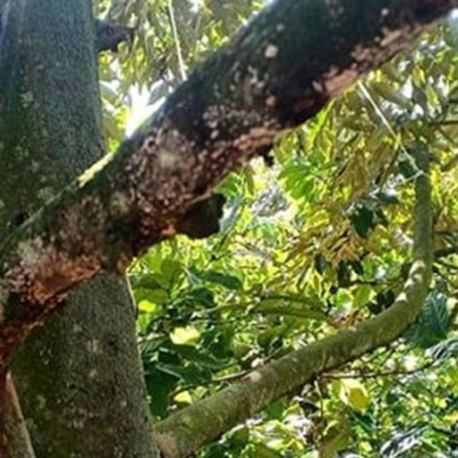 Phân bón đồng nano giúp tốt cây xanh lá, diệt sạch mầm bệnh, sát khuẩn vườn cây, chống vàng lá, thối thân