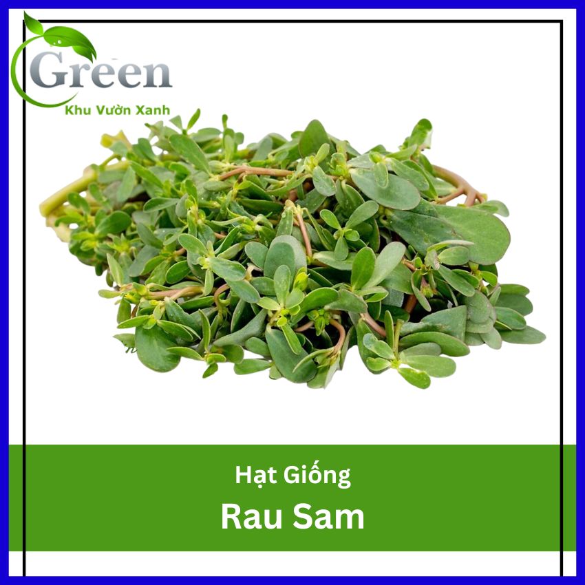 Hạt Giống Rau Sam Nảy Mầm Tốt