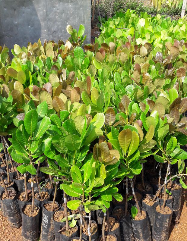 CÂY GIỐNG ĐIỀU ĐỎ