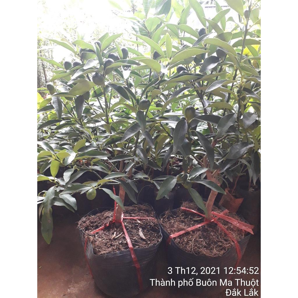 Cây giống Tấc Ngọt Phúc Kiến siêu quả. siêu sớm. .