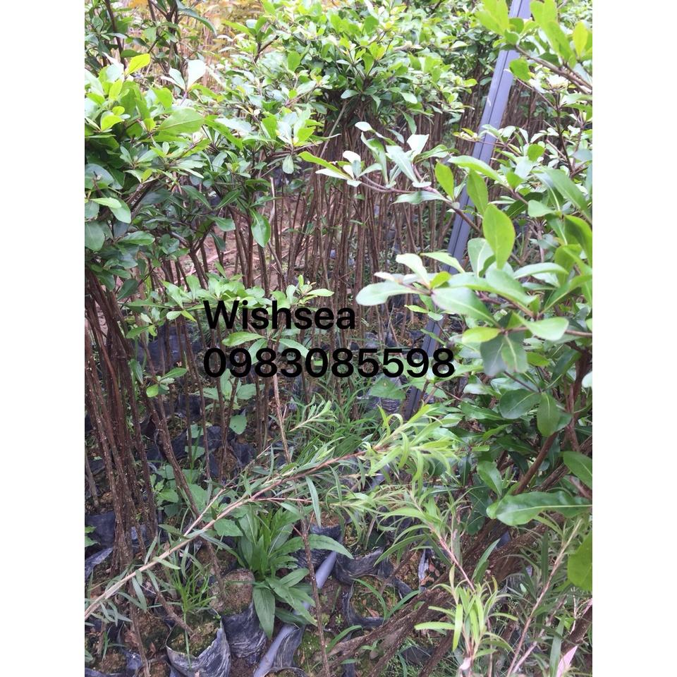 Cây bàng đài loan