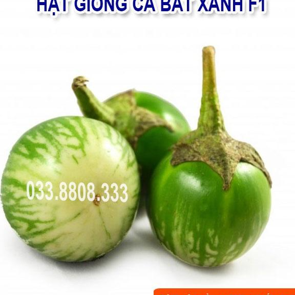 HẠT GIỐNG CÀ BÁT XANH QUẢ TRÒN - QUẢ TO ĐẸP