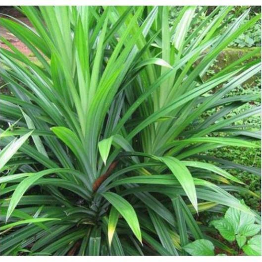 Sản phẩm Cây Ăn Trái cây lá nếp