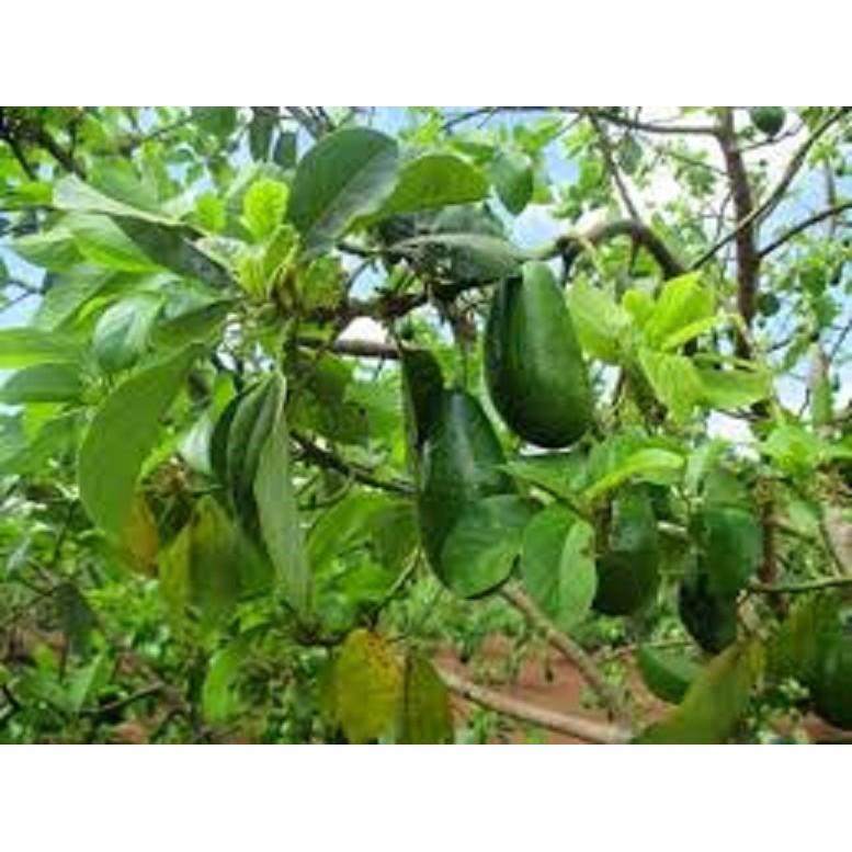 CÂY GIỐNG BƠ SÁP XANH SIÊU NGON