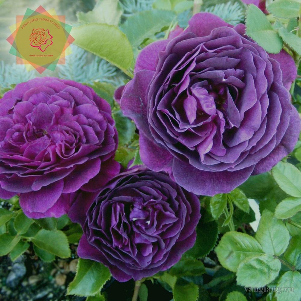 Cây hoa hồng ngoại Ebb Tide Rose tím - Hoa hồng Thăng Long Flower