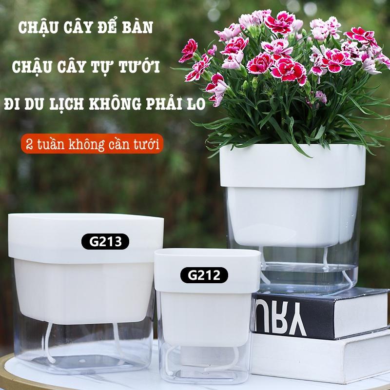 Chậu cây để bàn Oliz G2 Clear. Chậu trồng cây có chức năng tự tưới nước cho cây. Trang trí văn phòng, bàn làm việc