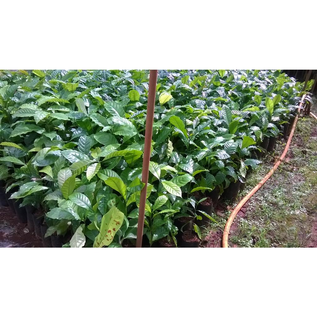 Cây giống Cà Phê vối TR4 ghép .
