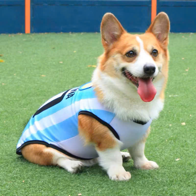 ÁO BÓNG ĐÁ SÔ 10 CHO THÚ CƯNG CHÓ MÈO