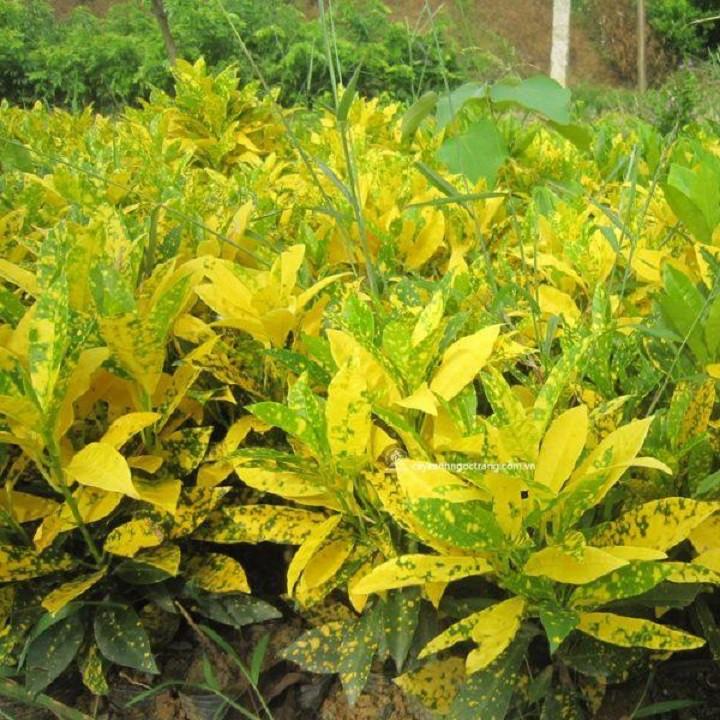 Chậu cây cô tòng đốm