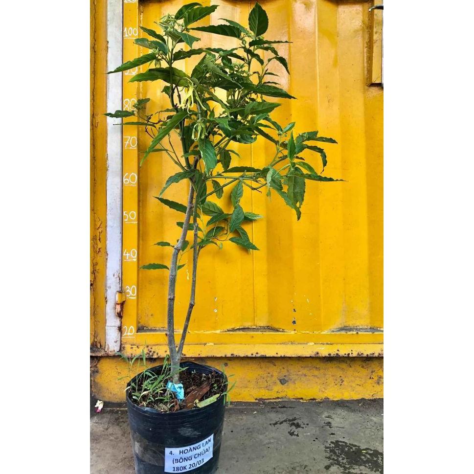 Cây hoa sứ thơm ...hoa bông chúa