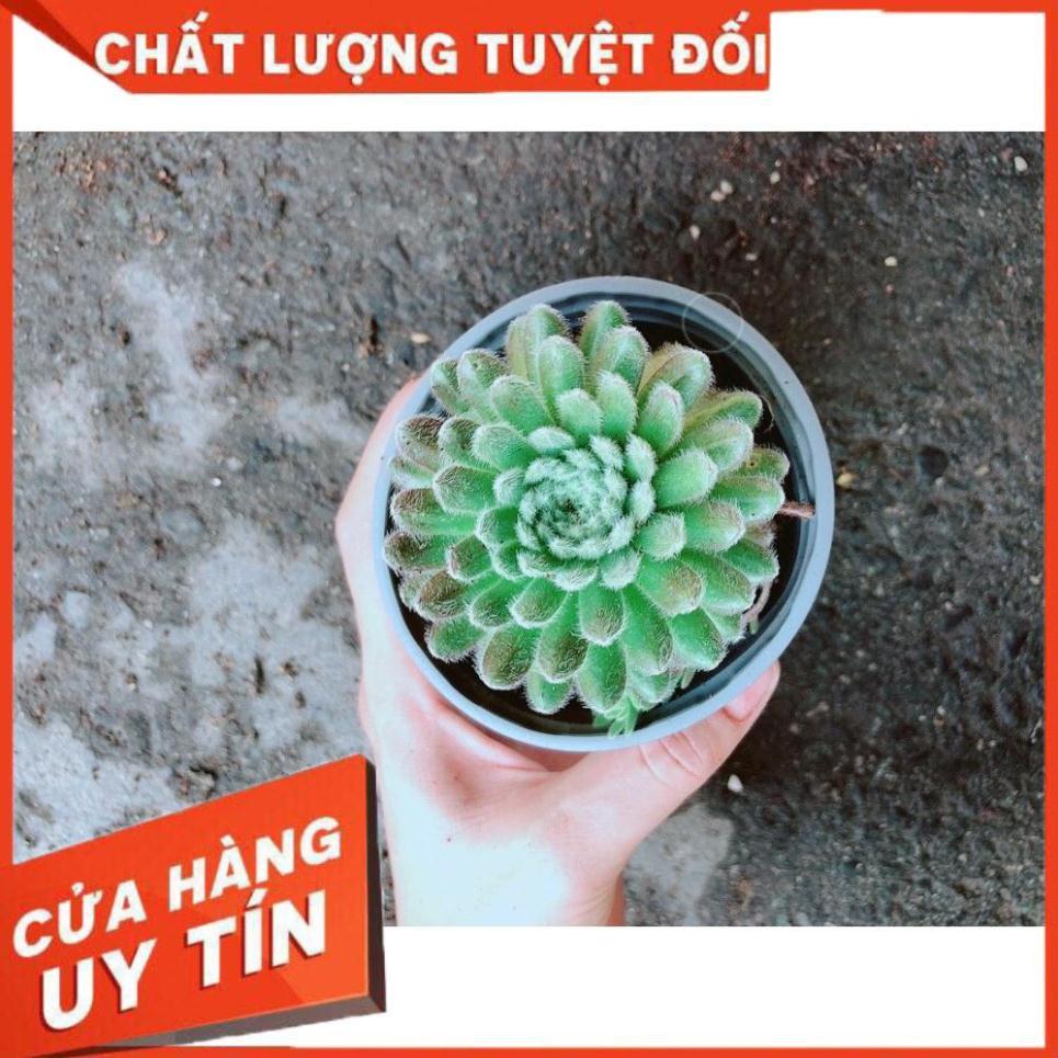 Chậu Phật Bà Nhím Xanh Nhiều Người Mua