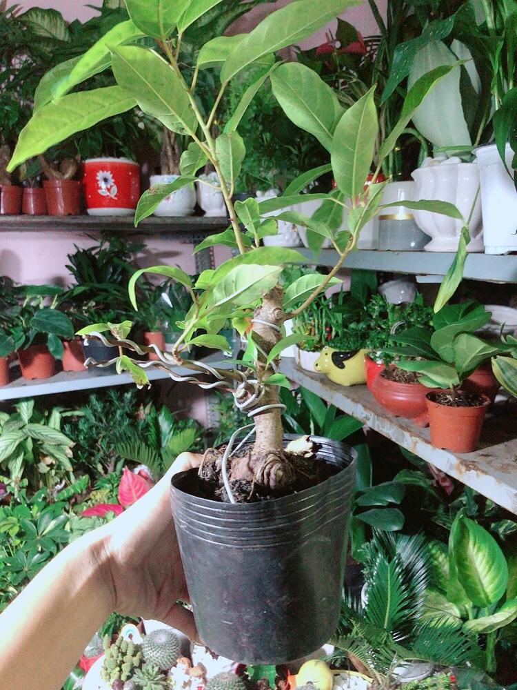 Cây Sung Bonsai