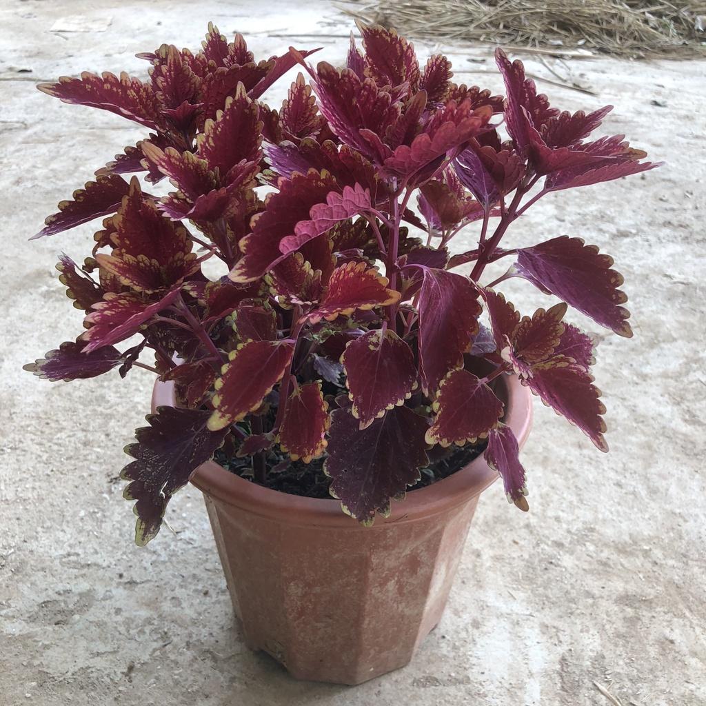 Cây lá gấm lá đỏ chiều cao 25cm với sắc đỏ rực rỡ mang nhiều may mắn, dễ chăm sóc thích hợp trang trí cảnh quan