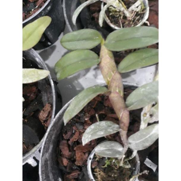 Hoa phong lan - nù tam bố cây năm 3 7-10 cm