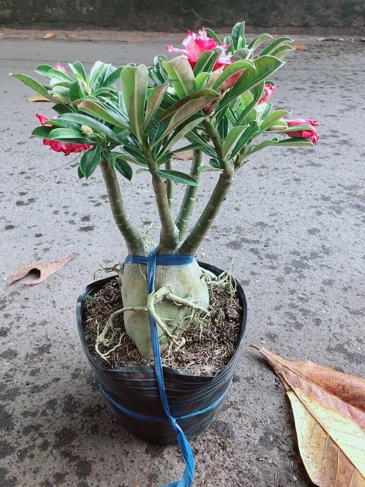 Cây Sứ Thái