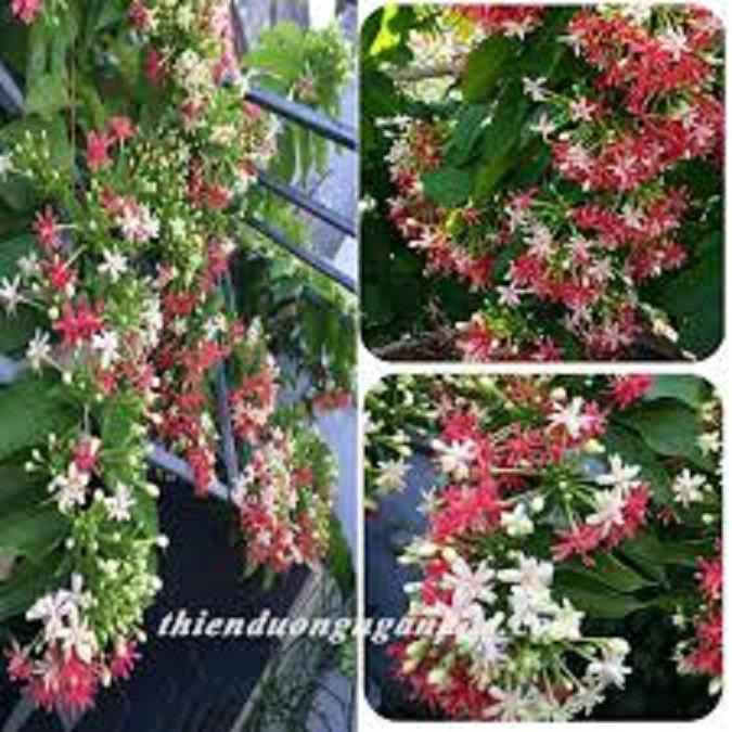 Hoa leo sử quân tử